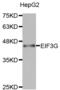 Eukaryotic Translation Initiation Factor 3 Subunit G antibody, abx003141, Abbexa, Western Blot image 