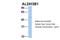 Aldehyde Dehydrogenase 3 Family Member B1 antibody, 26-854, ProSci, Western Blot image 