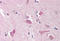 Nicastrin antibody, MBS240394, MyBioSource, Immunohistochemistry frozen image 