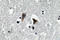 Monoamine Oxidase A antibody, LS-C177595, Lifespan Biosciences, Immunohistochemistry frozen image 