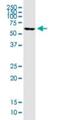 Forkhead Box C2 antibody, H00002303-M04, Novus Biologicals, Western Blot image 