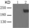 CD309 antibody, TA321460, Origene, Western Blot image 