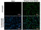 Dengue virus antibody, GTX124247, GeneTex, Immunofluorescence image 