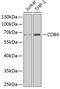 CD84 Molecule antibody, GTX32506, GeneTex, Western Blot image 