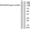 EPH Receptor A2 antibody, abx012735, Abbexa, Western Blot image 