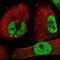 Zinc Finger Protein 326 antibody, NBP1-83657, Novus Biologicals, Immunofluorescence image 