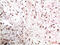 Chromobox 3 antibody, abx159360, Abbexa, Immunohistochemistry paraffin image 