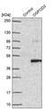2-Oxoglutarate And Iron Dependent Oxygenase Domain Containing 3 antibody, PA5-62549, Invitrogen Antibodies, Western Blot image 