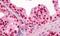 Emerin antibody, MBS248338, MyBioSource, Immunohistochemistry paraffin image 