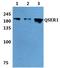 Glutamine And Serine Rich 1 antibody, A15337, Boster Biological Technology, Western Blot image 