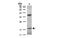 Interferon Alpha 6 antibody, MBS835342, MyBioSource, Western Blot image 