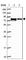 Fragile X Mental Retardation 1 antibody, HPA050118, Atlas Antibodies, Western Blot image 