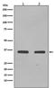 Transcription factor SOX-2 antibody, M00105-1, Boster Biological Technology, Western Blot image 