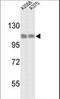 Heat Shock Protein Family H (Hsp110) Member 1 antibody, LS-B10566, Lifespan Biosciences, Western Blot image 