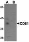 CD81 Molecule antibody, LS-C108453, Lifespan Biosciences, Western Blot image 