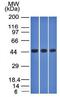TIMP Metallopeptidase Inhibitor 2 antibody, orb388716, Biorbyt, Western Blot image 