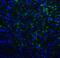 Hepatitis A Virus Cellular Receptor 2 antibody, RF16108, ProSci Inc, Immunofluorescence image 