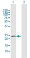Reticulon 3 antibody, H00010313-D01P, Novus Biologicals, Western Blot image 