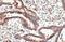 Nuclear Factor, Erythroid 2 Like 2 antibody, GTX103322, GeneTex, Immunohistochemistry paraffin image 