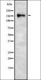 Remodeling And Spacing Factor 1 antibody, orb337043, Biorbyt, Western Blot image 