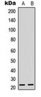 Musculin antibody, orb315619, Biorbyt, Western Blot image 