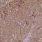Mitochondrial Ribosome Recycling Factor antibody, NBP2-33586, Novus Biologicals, Immunohistochemistry paraffin image 