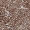 NADH:Ubiquinone Oxidoreductase Subunit B3 antibody, NBP1-88929, Novus Biologicals, Immunohistochemistry paraffin image 