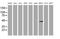 Vasodilator Stimulated Phosphoprotein antibody, MA5-25435, Invitrogen Antibodies, Western Blot image 