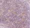 CD3 antibody, PB9093, Boster Biological Technology, Immunohistochemistry frozen image 