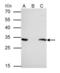 Tyrosine 3-Monooxygenase/Tryptophan 5-Monooxygenase Activation Protein Epsilon antibody, GTX109090, GeneTex, Immunoprecipitation image 