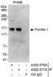Pumilio RNA Binding Family Member 1 antibody, A302-577A, Bethyl Labs, Immunoprecipitation image 