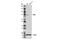 Protein Kinase C Theta antibody, 13643S, Cell Signaling Technology, Western Blot image 