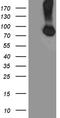  antibody, LS-C793928, Lifespan Biosciences, Western Blot image 