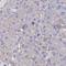 Calmodulin-like protein 3 antibody, HPA044999, Atlas Antibodies, Immunohistochemistry frozen image 