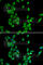 Annexin A4 antibody, A6280, ABclonal Technology, Immunofluorescence image 