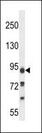 Phosphatase Domain Containing Paladin 1 antibody, 57-197, ProSci, Western Blot image 