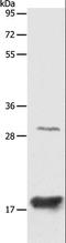 Anterior Gradient 2, Protein Disulphide Isomerase Family Member antibody, LS-C400453, Lifespan Biosciences, Western Blot image 