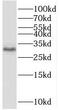 Vestigial Like Family Member 4 antibody, FNab09399, FineTest, Western Blot image 