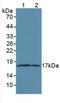 Microtubule Associated Protein 1 Light Chain 3 Alpha antibody, LS-C728566, Lifespan Biosciences, Western Blot image 