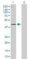 WD Repeat Domain 19 antibody, H00057728-D01P, Novus Biologicals, Western Blot image 