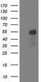 Aminoacylase 1 antibody, TA503227, Origene, Western Blot image 