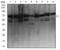 Ezrin antibody, NBP2-52465, Novus Biologicals, Western Blot image 
