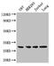 LIM and SH3 domain protein 1 antibody, CSB-PA04629A0Rb, Cusabio, Western Blot image 