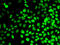 Replication Protein A3 antibody, 22-436, ProSci, Immunofluorescence image 