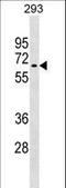 Ring Finger Protein 168 antibody, LS-C158871, Lifespan Biosciences, Western Blot image 