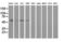 Beclin 1 antibody, LS-C785807, Lifespan Biosciences, Western Blot image 