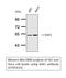 Serum/Glucocorticoid Regulated Kinase 1 antibody, STJ95633, St John