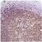 IKAROS Family Zinc Finger 1 antibody, ab105228, Abcam, Immunohistochemistry paraffin image 