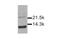 Interleukin 15 antibody, GTX27213, GeneTex, Western Blot image 