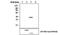 GTase antibody, MA5-17255, Invitrogen Antibodies, Western Blot image 